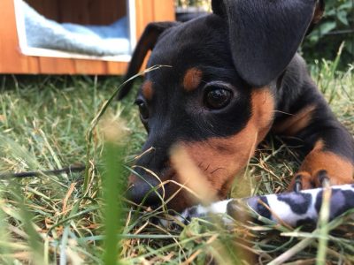 32331984_10214074461794350_7647332975838756864_n