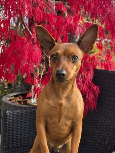 663fa9fd-19cf-42cc-8d26-70d77617529c