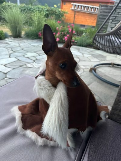 69e6097e-5d07-443d-bf41-a7c42cf34a42