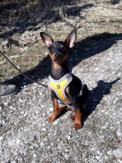 Pauli-2021-03-25-16-31-50-225x300