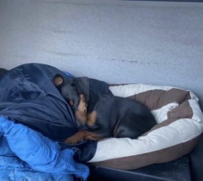 Vici-bbc2-4fc8-aa40-e44249ec1263-300x267