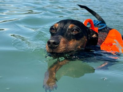 d6833a43-d3fc-47a2-84fa-c0dfc563942d