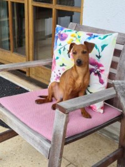 digitalis-grandiflora-2021-04-12-07-58-53-225x300