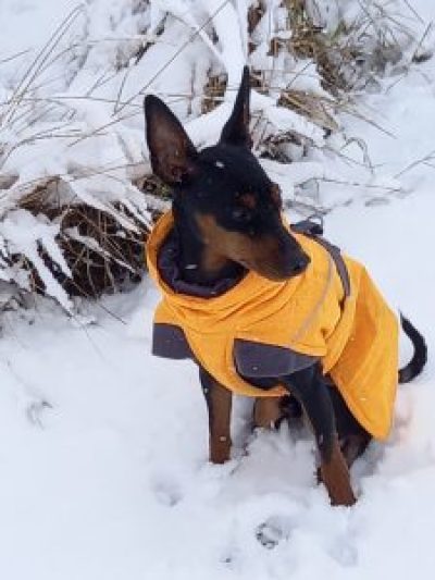 digitalis-tapsi2021-12-09-13-36-24-225x300