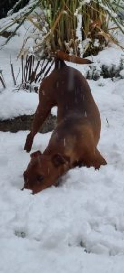 emil-2021-12-11-21-43-43-137x300