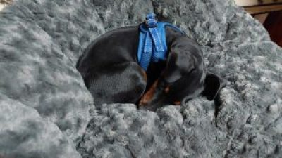 ferrante2021-12-08-11-56-35-1-300x169