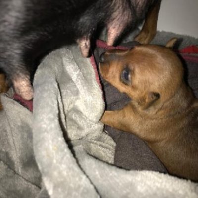 gwurf2022-01-04-06-12-19-370x370