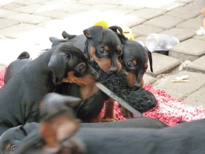 pwqw490673359886_1956088103_o (3)