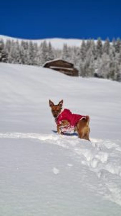 rudi2021-12-05-09-27-52-169x300