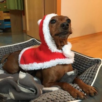 weihnachtspost-2021-12-26-13-32-51-370x370